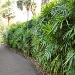 Lady Palm Tree -Blossom Berry Shop Lady Palm 7