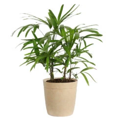 Lady Palm Tree -Blossom Berry Shop Lady Palm Beige Delilah