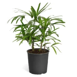 Lady Palm Tree -Blossom Berry Shop Lady Palm Standard