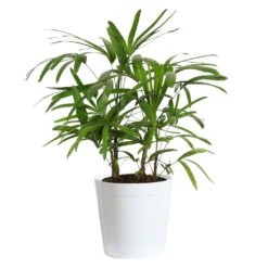 Lady Palm Tree -Blossom Berry Shop Lady Palm White Delilah