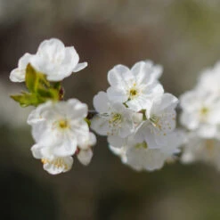 Cherry Pollinator Pack -Blossom Berry Shop Lapins Cherry Tree 4be6809a e834 4880 9e9a 9ebb1555a7d2