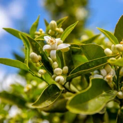 Lane Late Navel Orange 7 Lane Late Navel Orange -Blossom Berry Shop Late Lane Orange 1