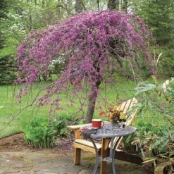 Lavender Twist® Weeping Redbud Tree -Blossom Berry Shop Lavender Twist Redbud 1