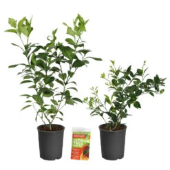 Meyer Lemon + Key Lime Bush Pack -Blossom Berry Shop Lemon and LimeBushes 2