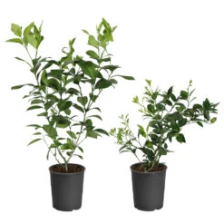 Meyer Lemon + Key Lime Bush Pack -Blossom Berry Shop Lemon and LimeBushes 5ed8c5a7 14fa 4c58 93bb 9b06a0c16cba