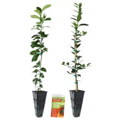 Meyer Lemon + Key Lime Tree Pack -Blossom Berry Shop Lemon and LimeTrees2
