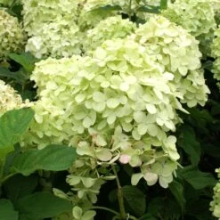 Limelight Hydrangea Shrub 9 Limelight Hydrangea Shrub -Blossom Berry Shop Limelight Hydrangea 2 FGT