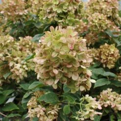 Limelight Hydrangea Tree -Blossom Berry Shop Limelight Hydrangea Tree 5 FGT