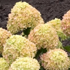 Little Lime® Hydrangea Shrub 10 Little Lime® Hydrangea Shrub -Blossom Berry Shop Little Lime Hydrangea 2 FGT