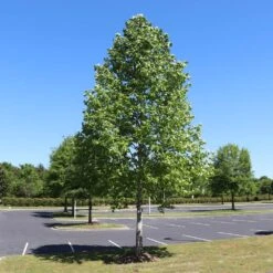 Tulip Poplar 'Little Volunteer' -Blossom Berry Shop Little Volunteer Poplar 1