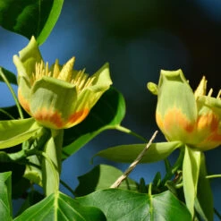 Tulip Poplar 'Little Volunteer' -Blossom Berry Shop Little Volunteer Poplar 2