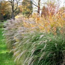 Little Kitten Maiden Grass 5 Little Kitten Maiden Grass -Blossom Berry Shop Little kitten Madien Grass 1