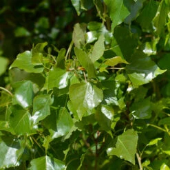 Lombardy Poplar Tree -Blossom Berry Shop Lombardy Poplar 2 FGT e0c0a477 32f9 4da9 95b0 d24004ac6c73