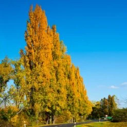 Lombardy Poplar Tree -Blossom Berry Shop Lombardy Poplar 5 FGT