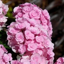 Love Hydrangea -Blossom Berry Shop Love Hydrangea 2 FGT