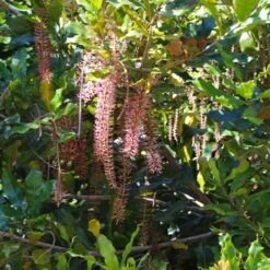 Macadamia Nut Tree -Blossom Berry Shop Macadamia Nut Tree 2