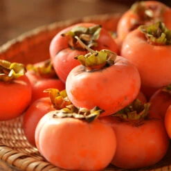 Weeping Persimmon -Blossom Berry Shop Magic Fountain Weeping Persimmon 2