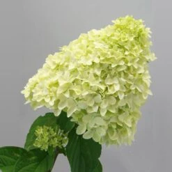 Magical® Candle Hydrangea Shrub -Blossom Berry Shop Magical Candle 2