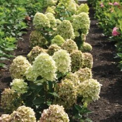 Magical® Candle Hydrangea Shrub -Blossom Berry Shop Magical Candle 3