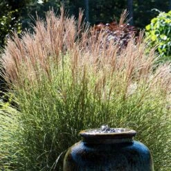 Morning Light Miscanthus -Blossom Berry Shop Maiden Grass Morning light 2 FGT
