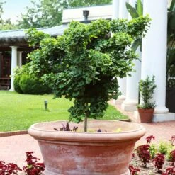 Ginkgo Biloba 'Mariken' Tree -Blossom Berry Shop Mairken Ginkgo 1 FGT