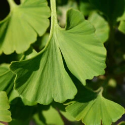 Ginkgo Biloba 'Mariken' Tree -Blossom Berry Shop Mairken Ginkgo 4 FGT