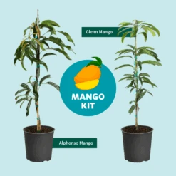 Alphonso Mango 13 Alphonso Mango -Blossom Berry Shop Mango Kit Graphic dc77f6db ee29 43d2 85de 9f3718171195