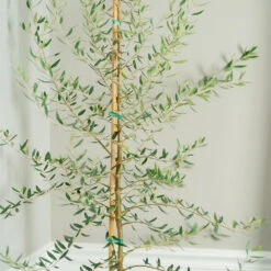 Manzanillo Olive Tree -Blossom Berry Shop Manzanilla Olive Tree 2