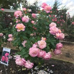 Marc Chagall™ Rose -Blossom Berry Shop Marc Chagall