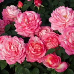 Marc Chagall™ Rose Tree 5 Marc Chagall™ Rose Tree -Blossom Berry Shop Marc Chagall Standard 3