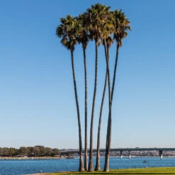 Mexican Fan Palm Tree 9 Mexican Fan Palm Tree -Blossom Berry Shop Mexican Fan Palm 1 FGT