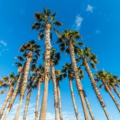 Mexican Fan Palm Tree 10 Mexican Fan Palm Tree -Blossom Berry Shop Mexican Fan Palm 4 FGT