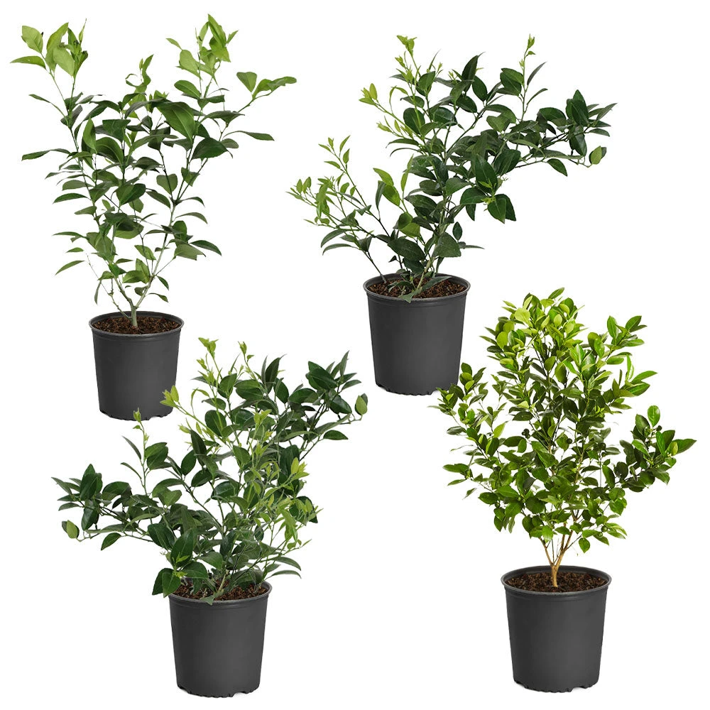 Citrus Bush Variety Kit 2 Citrus Bush Variety Kit - Image 2