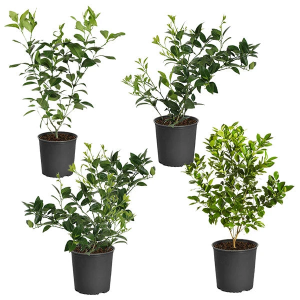 Citrus Bush Variety Kit 1 Citrus Bush Variety Kit