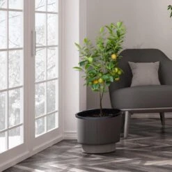 Meyer Lemon Tree - USDA Organic -Blossom Berry Shop Meyer Lemon Tree 3 FGT b7562976 3142 4944 868e f1282fe437b5