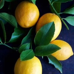 Meyer Lemon Tree - USDA Organic -Blossom Berry Shop Meyer Lemon Tree 4 FGT 86c355b1 1806 432f bbab b2cdc2387094