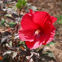 Midnight Marvel Hardy Hibiscus -Blossom Berry Shop Midnight Marvel Hibiscus 6