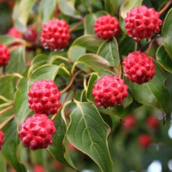 Milky Way Chinese Dogwood Tree -Blossom Berry Shop Milky Way Select 1