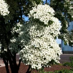 Milky Way Chinese Dogwood Tree -Blossom Berry Shop Milky Way Select 3