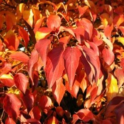 Milky Way Chinese Dogwood Tree -Blossom Berry Shop Milky Way Select 4