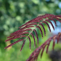 Chocolate Fountain™ Weeping Mimosa -Blossom Berry Shop Mimosa Chocolate Weeping 2