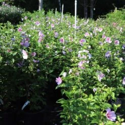 Minerva Rose Of Sharon Althea Shrub -Blossom Berry Shop Minerva Rose of Sharon 1