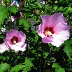 Minerva Rose Of Sharon Althea Shrub -Blossom Berry Shop Minerva Rose of Sharon 2