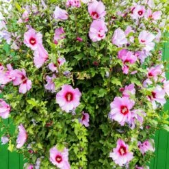 Minerva Rose Of Sharon Althea Shrub -Blossom Berry Shop Minerva Rose of Sharon 3
