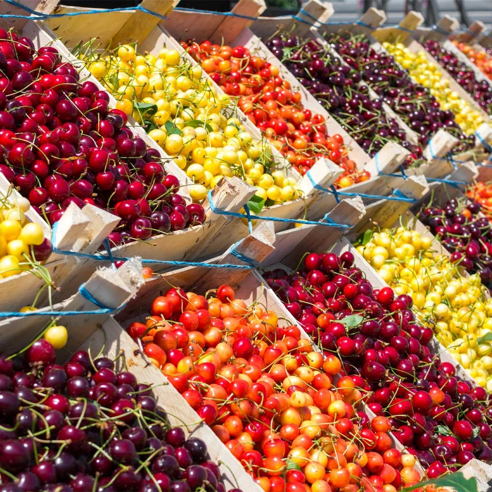 4-in-1 Cherry Tree 2 4-in-1 Cherry Tree - Image 2