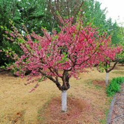Multi-Peach Tree 5 Multi-Peach Tree -Blossom Berry Shop Multi fruit peach 2