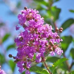 Muskogee Crape Myrtle Tree -Blossom Berry Shop Muskogee Crape Myrtle 5 FGT