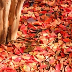 Muskogee Crape Myrtle Tree -Blossom Berry Shop Muskogee Crape Myrtle 6