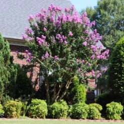 Muskogee Crape Myrtle Tree -Blossom Berry Shop Muskogee Crape Myrtle 7 FGT