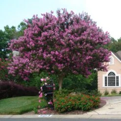 Muskogee Crape Myrtle Tree -Blossom Berry Shop Muskogee Crape Myrtle single trunk